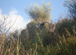 Les matelots en pleine ascension 