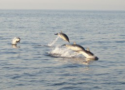 Des dauphins viennent saluer les matelots