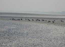 Les mouettes