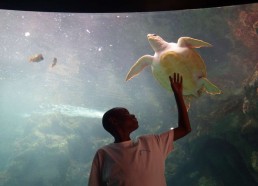 Abderaman chatouille le ventre de la tortue