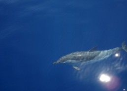 Des dauphins à l’étrave du Patriac’h 