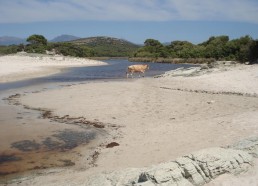 La plage de la Saleccia