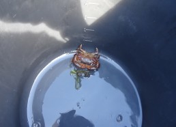 Présentation d’un crabe trouvé par nos matelots 