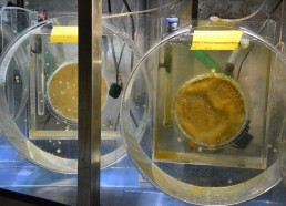 La reproduction de méduses