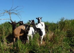 Les chèvres de Rémy
