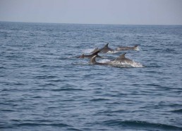 Un groupe d’une trentaine de dauphins nous a suivi pendant un moment