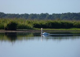 Un cygne