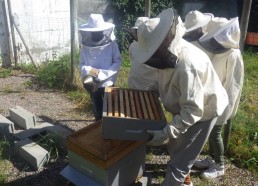 Ouverture de la ruche par Henry l’apiculteur
