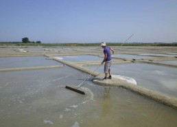 Pierre récolte le sel gris avec le las 