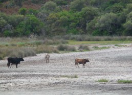 Vaches sauvages