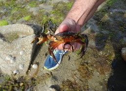 Nous avons trouvé un crabe !