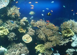 Corail et poissons de l’aquarium de Monaco