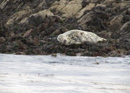 Bronzette d’un phoque sur les rochers