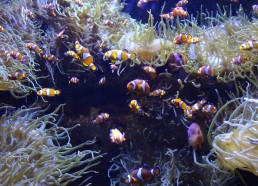 Océanopolis : Les poissons