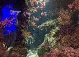 Visite matinale de l’Aquarium de La Rochelle