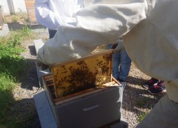 Henry sort un cadre de la ruche