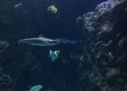 Océanopolis : Requins