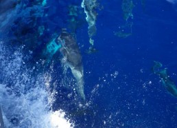 Quelques dauphins s’amusent avec le bateau