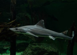 Le nouveau requin de l’aquarium