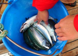 Une très bonne pêche aux maquereaux 