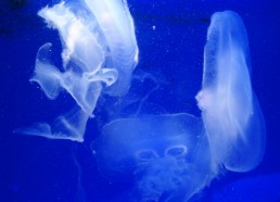 Des méduses de l’aquarium de Monaco