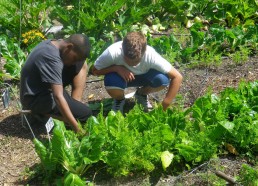 Lionel et Loic cueillant des carottes pour le repas du midi