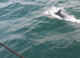 Les dauphins nous escortent