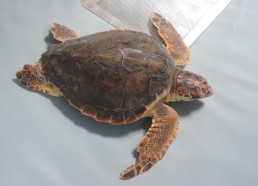 Perle, jeune tortue de 3 ans, soignée au CESTMed