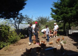 Les poules aussi ont le droit de manger