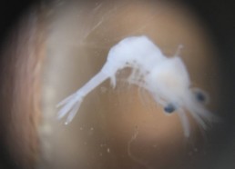 Zooplancton vu au microscope fait maison