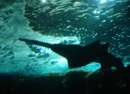 Requin-scie. © Océanopolis