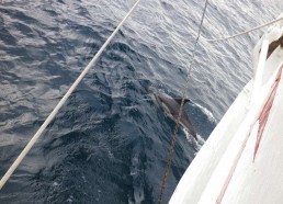 Des dauphins à l’étrave du bateau !