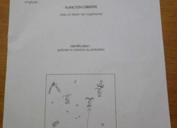 Fiche d’identification du plancton