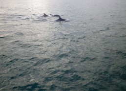 7h30 des dauphins à tribord !