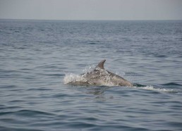 Un dauphin qui fait partie de la famille des tursiops truncatus, ou grand dauphin