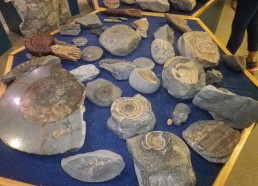 Fossiles d’ammonites de différentes tailles