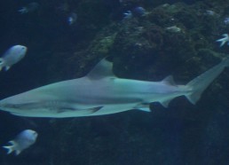 Requin pointe noire