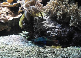 Poisson et corail tropicaux. © Océanopolis 
