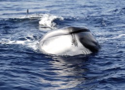 Un rorqual commun sur le dos