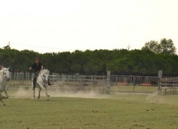 Choix des taureaux pour l’arène