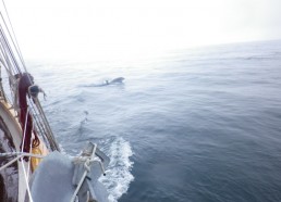 Les dauphins jouent à côté du bateau