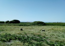 On a retrouvé la famille de Bernick … Les montons de Ouessant !