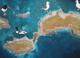 L’archipel des Sept Iles et ses différentes espèces