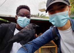 Salumu et Titouan ont adopté un corbeau