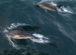 Les dauphins jouent avec le Bora Bora