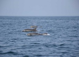 Dauphins