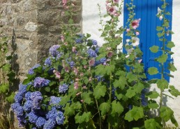 Hortensias et roses trémières