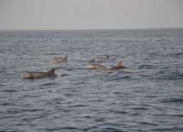 Dauphins