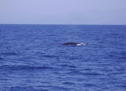 Rorqual commun
