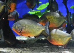 Des Piranhas